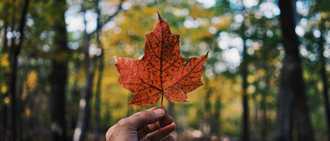 Hand holding orange maple leaf in front of green trees.