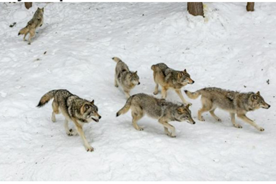 A pack of wolves walking across a snowy field.