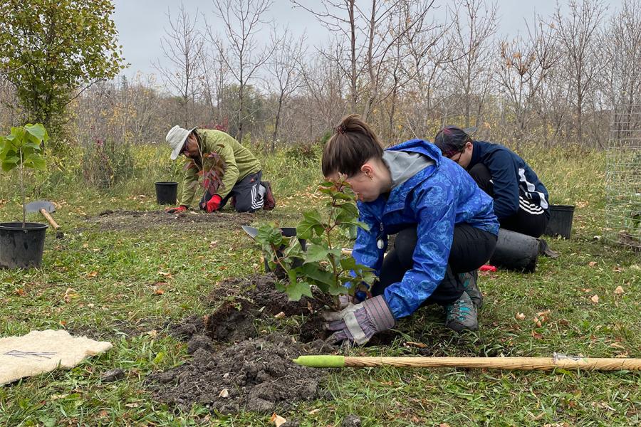 Asper students during the fall planting trees.