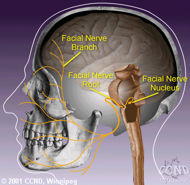 The facial nerve is the seventh of twelve pairs of cranial nerves located on either side of the head.