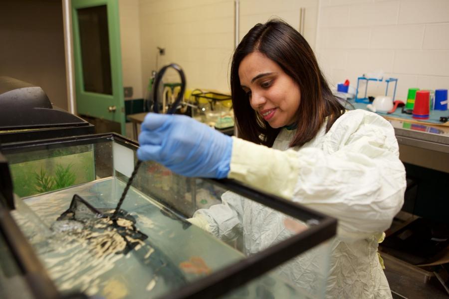 A researcher in a lab, fishing out fish from a fish tank.