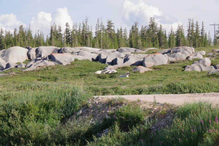 Three polar bears laying in the grass in Churchill on a sunny day.