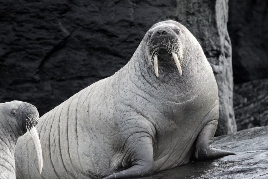 Walrus perched on a big rock looking out