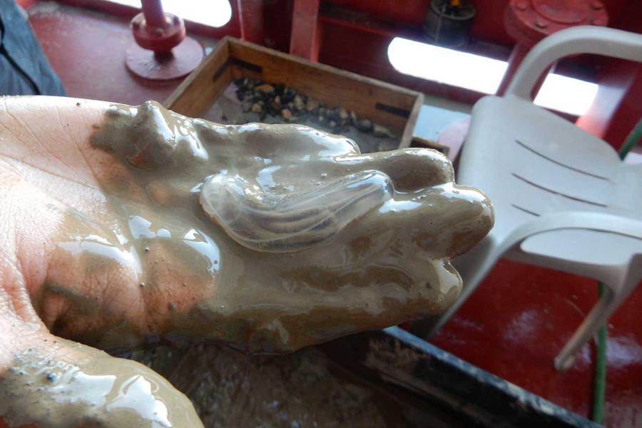 A researcher holds a jelly-like specimen.