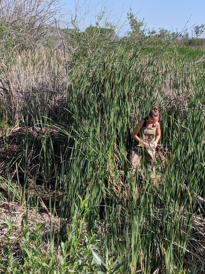 Katelyn Rodgers in the wetland along PR 328 east of Lake Waterhen