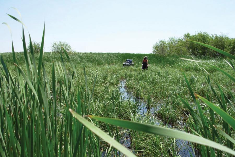 Wetland project site with green, waterlogged ground and researcher standing conducting tests.