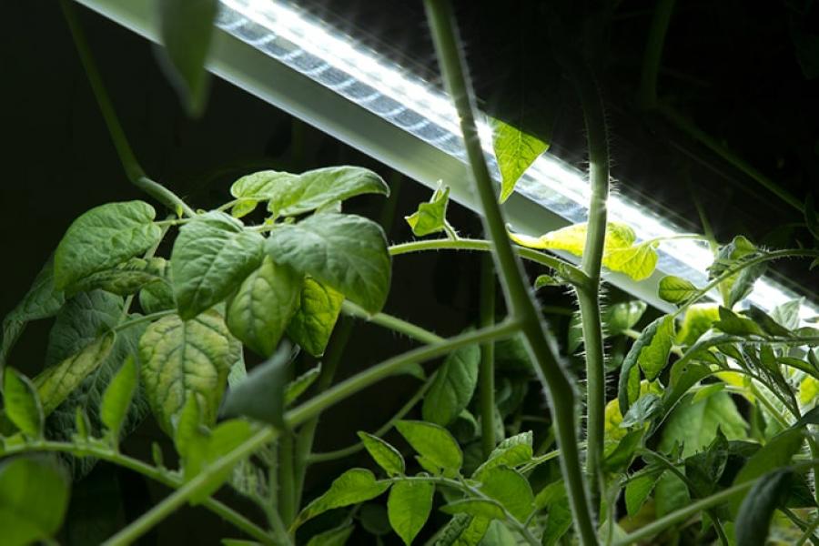 Green plants growing under light in a biosystems research lab