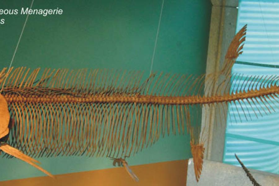 Bony fish fossil at cretaceous menagerie.