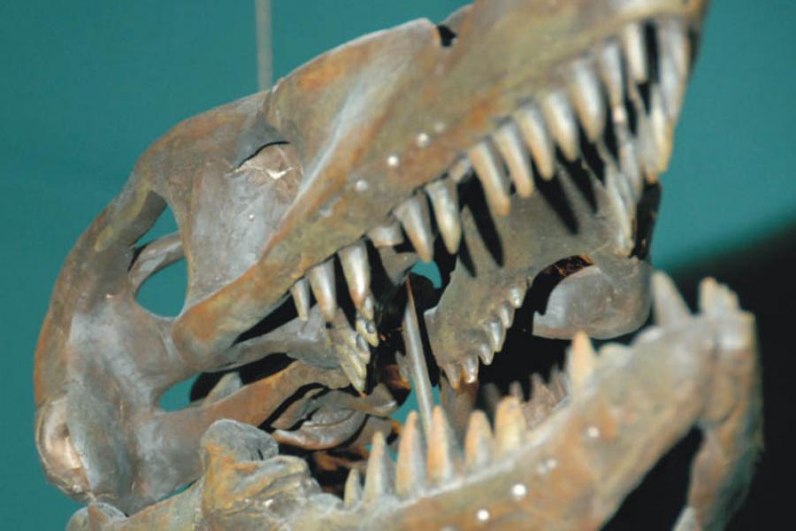 Platecarpus head fossil exhibit at ed leith menagerie.