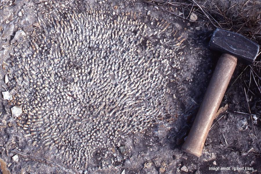 A paleontologists hammer.