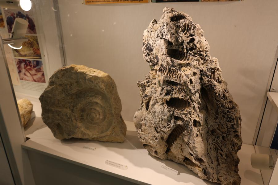 Two large stones with fossilized imprints.