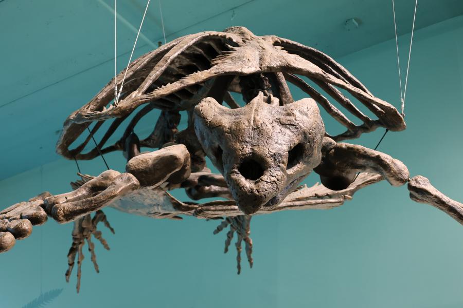 An image of the reconstructed archelon skeleton hung up in the menagerie.