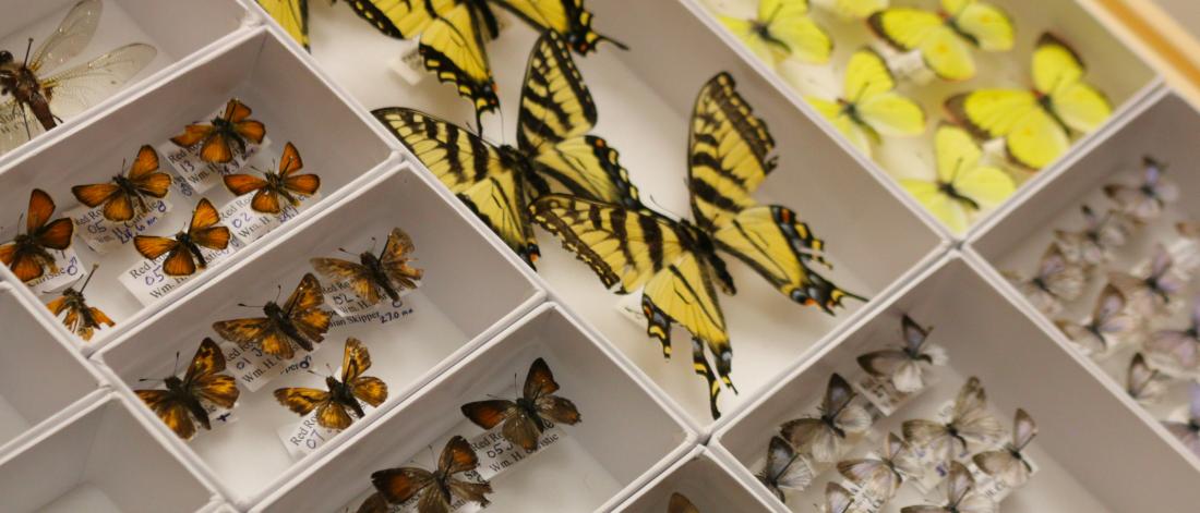 A display of varying types of colourful butterfly. 