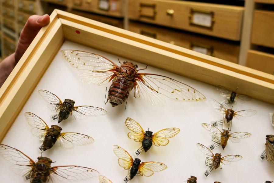 A display of various sizes of bee.