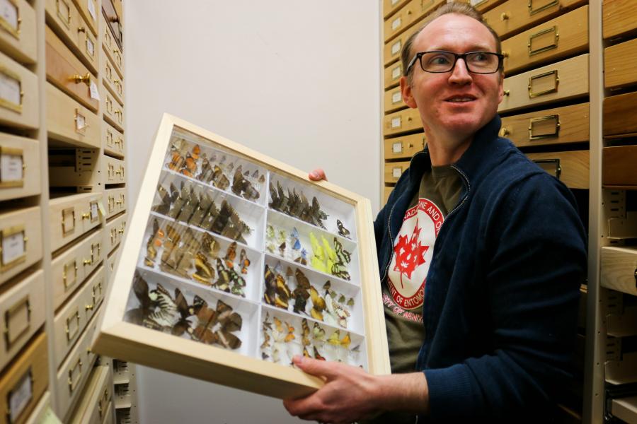 An entomologist holds a tray displaying various types and sizes of colourful butterflies.