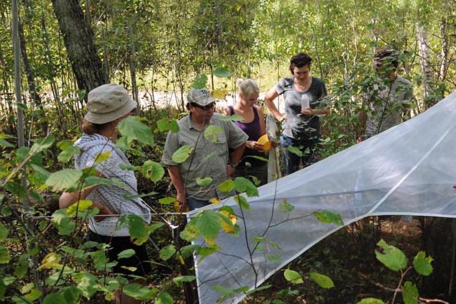 Entomology researchers cast a net and inspect it in a forested area.