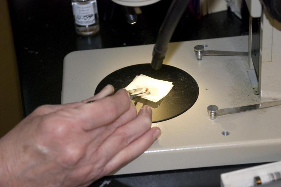 A dentists looks at a sample under a microscope.