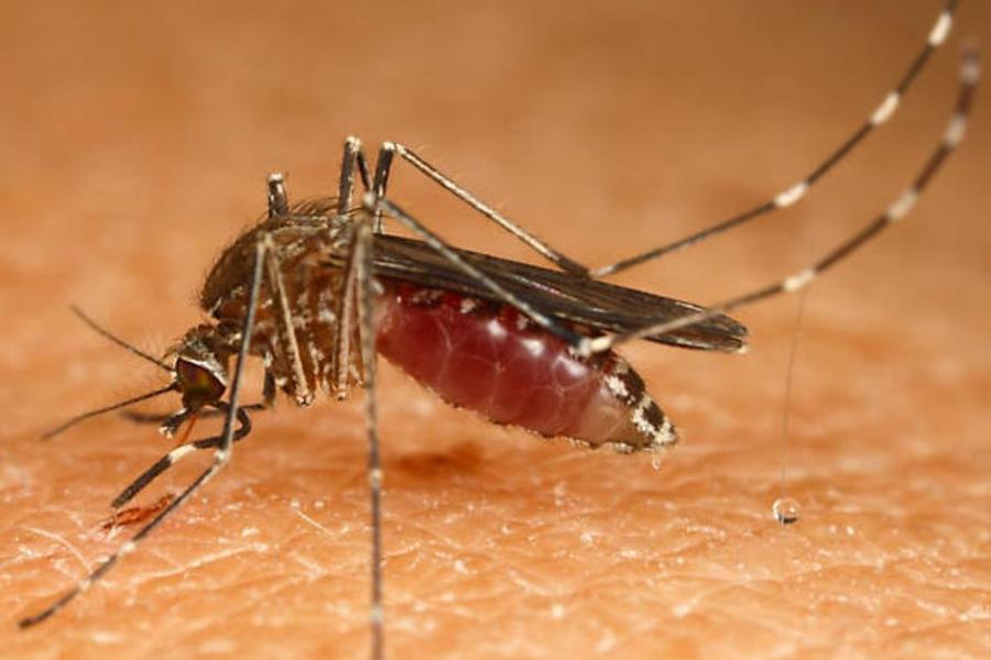 Close up of mosquito