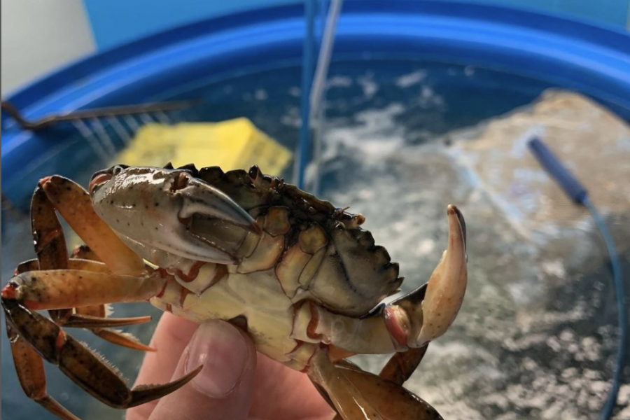 crab biological sciences
