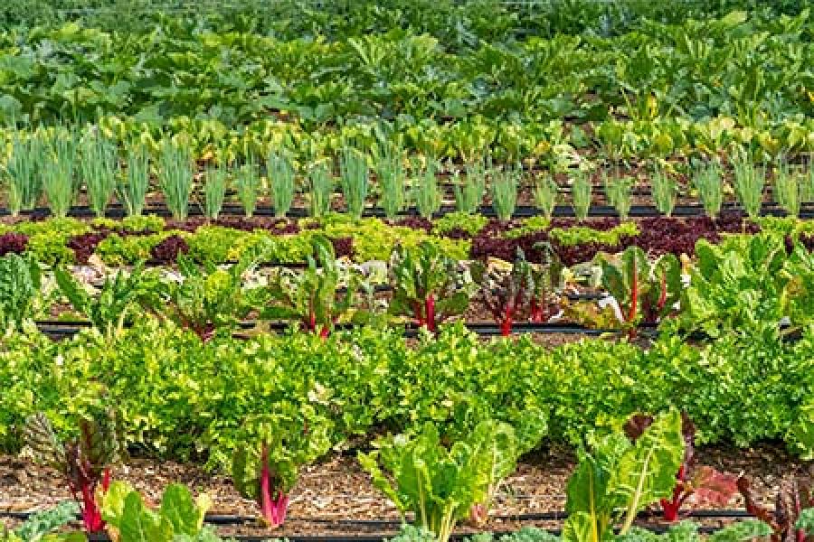 A vibrant vegetable garden with rows of lush greens, including lettuce, scallions, etc.