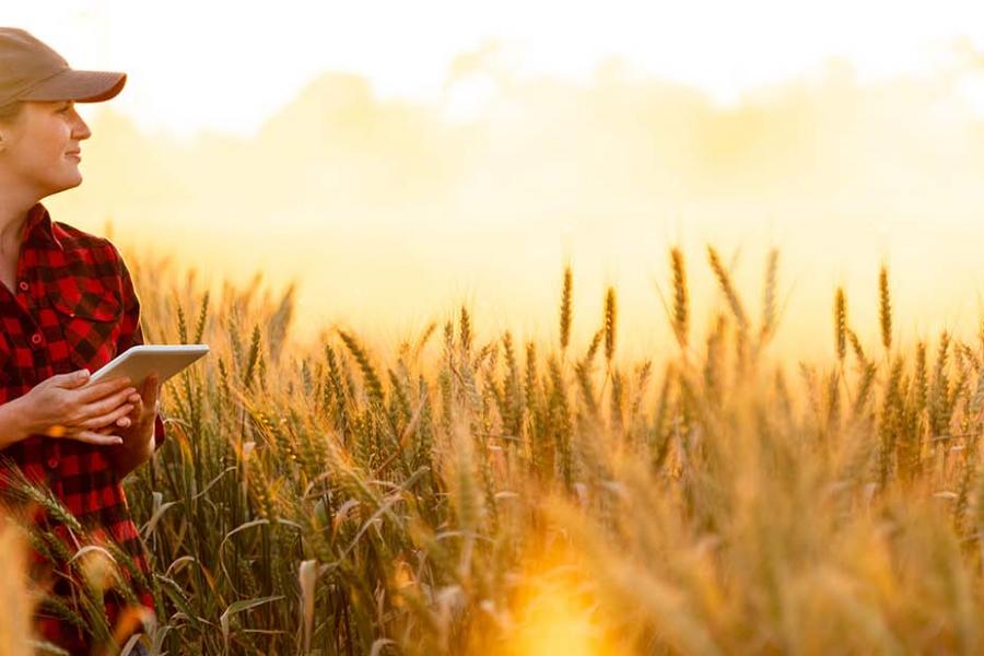 A female farmer is examining the wheat field while holding the tablet.