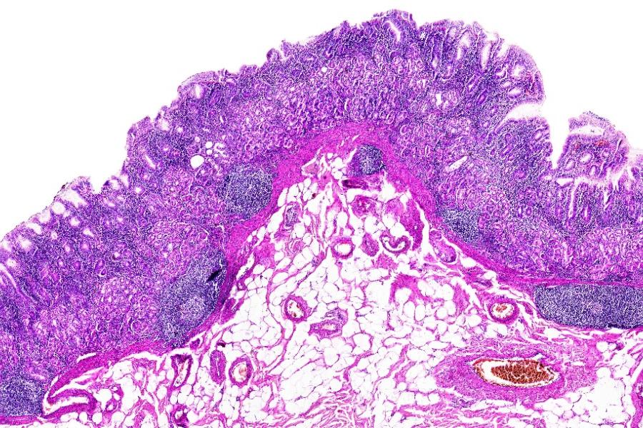 Close up of cells.