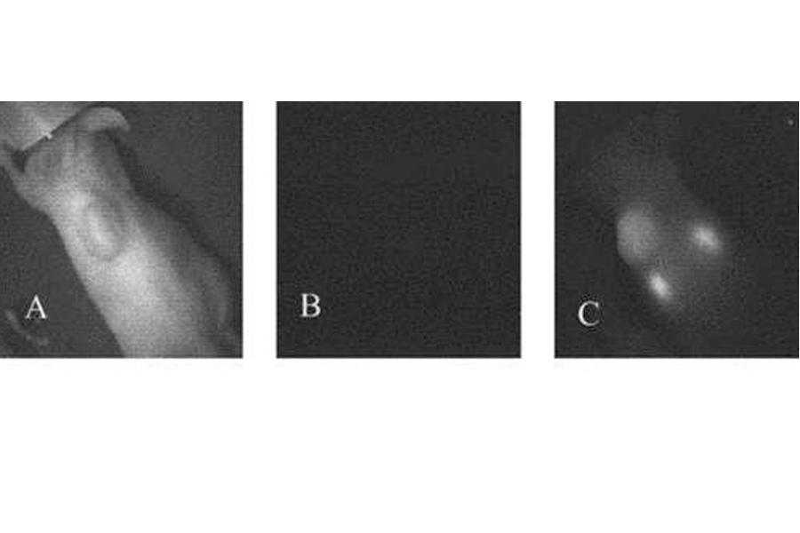 Images of a tumour-bearing nude mouse.