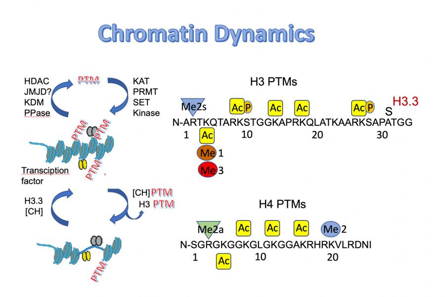 chromatin dynamics diagram.