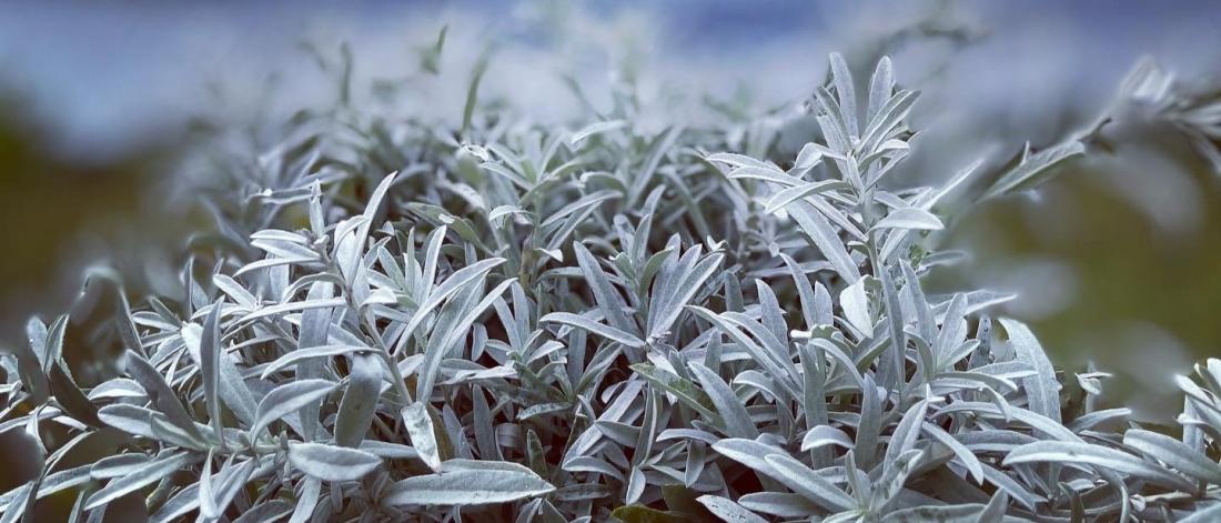 Close-up image of a sage plant with blurred background of blue sky and green trees