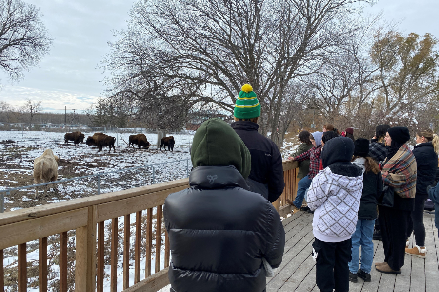 Students watch bison in a snowy enclosure.