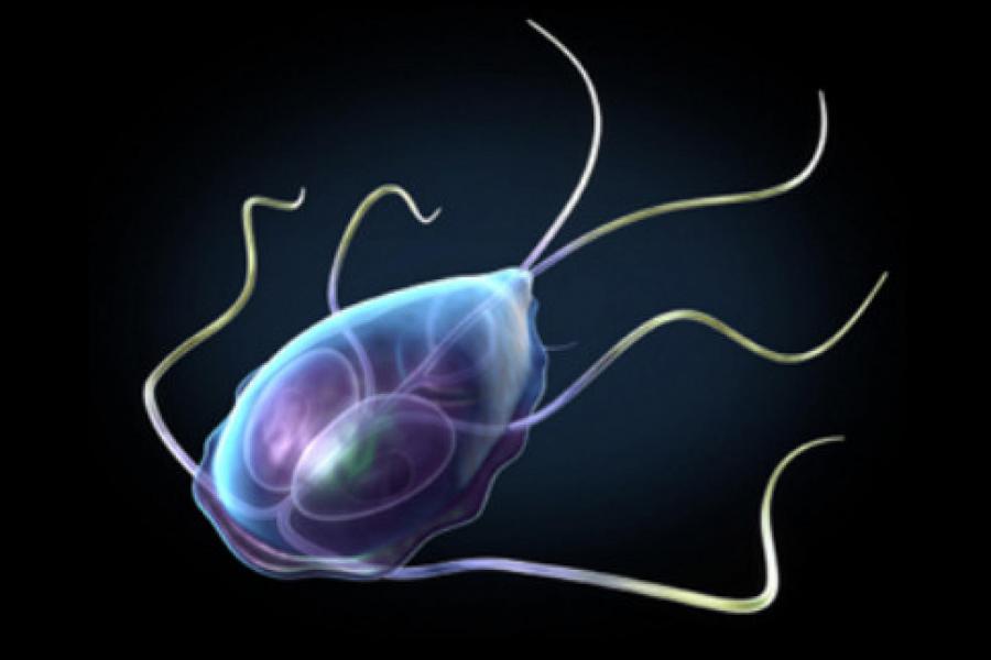 Close up of giardia.