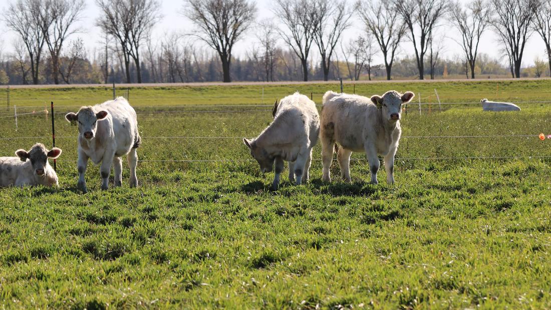 Herd of white cows in a field watch the photographer