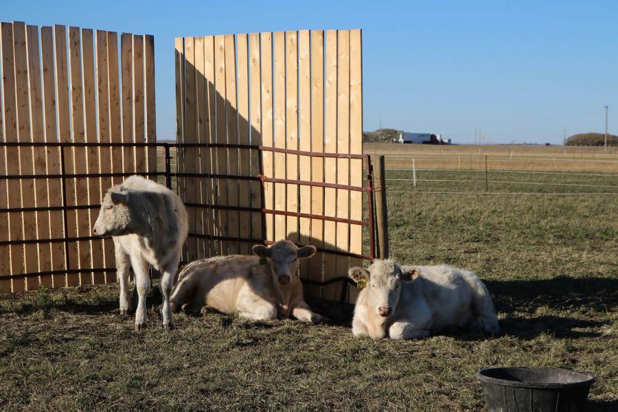 3 cows at Glenlea Research Centre relax in a shelter