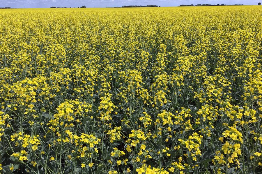 Canola field