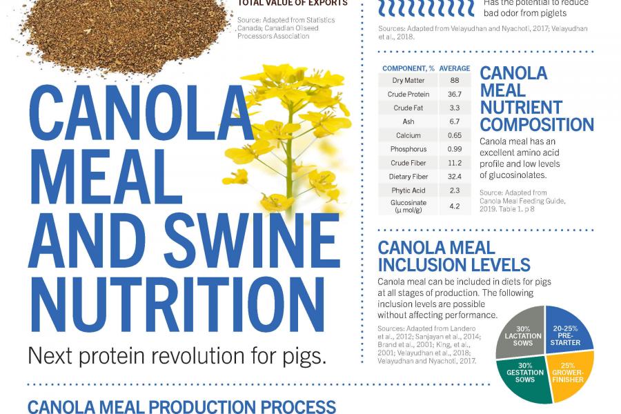 Canola and swine nutrition infographic