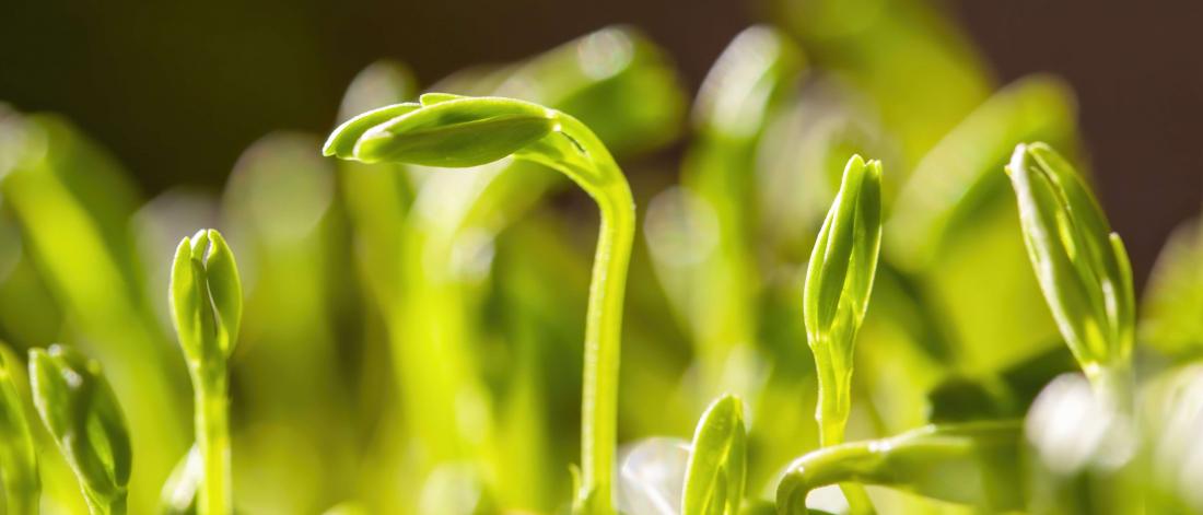 A green sprout rises.