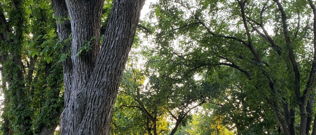 tree canopy
