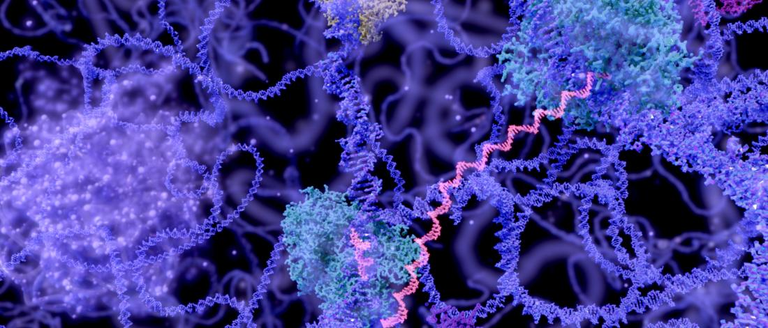 Genetics acetylation in purple hue