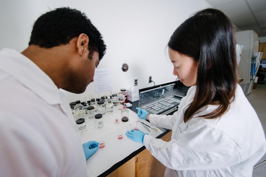 Two students working in a life sciences lab