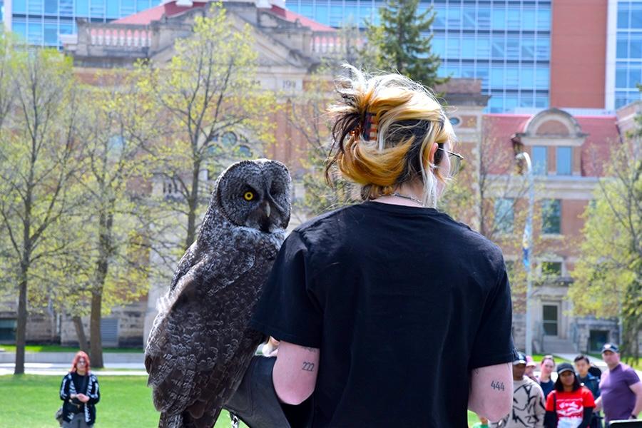 An owl looking at the camera during the prairie wildlife show.