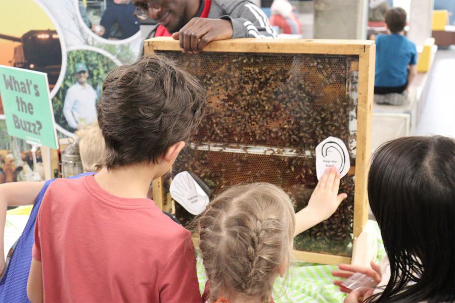 Kids looking at a beehive behind a glass.