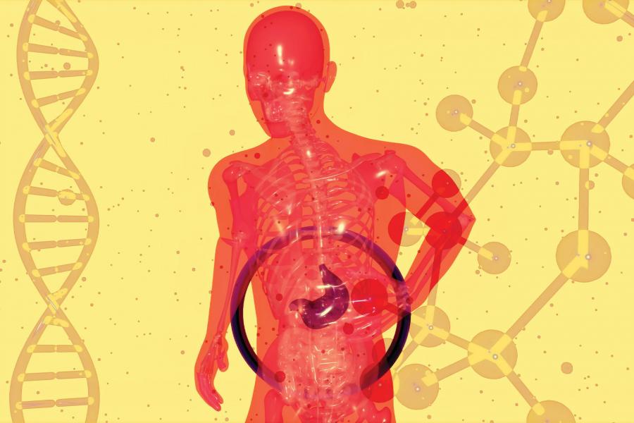 a stylized, translucent red human figure with a visible skeletal structure and a distinct dark purple stomach highlighted inside a circular frame in the abdominal region, flanked by a DNA strand on the left and molecular network graphics on the right against a yellow background from Unsplash.