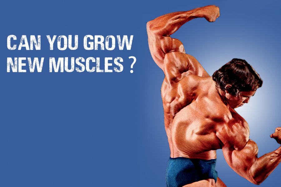 can you grow new muscles