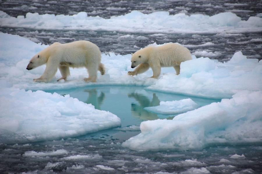 Polar bears walking across blocks of ice.