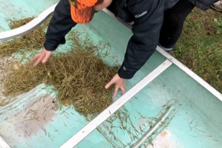 A student removes harvested wild rice from a canoe.