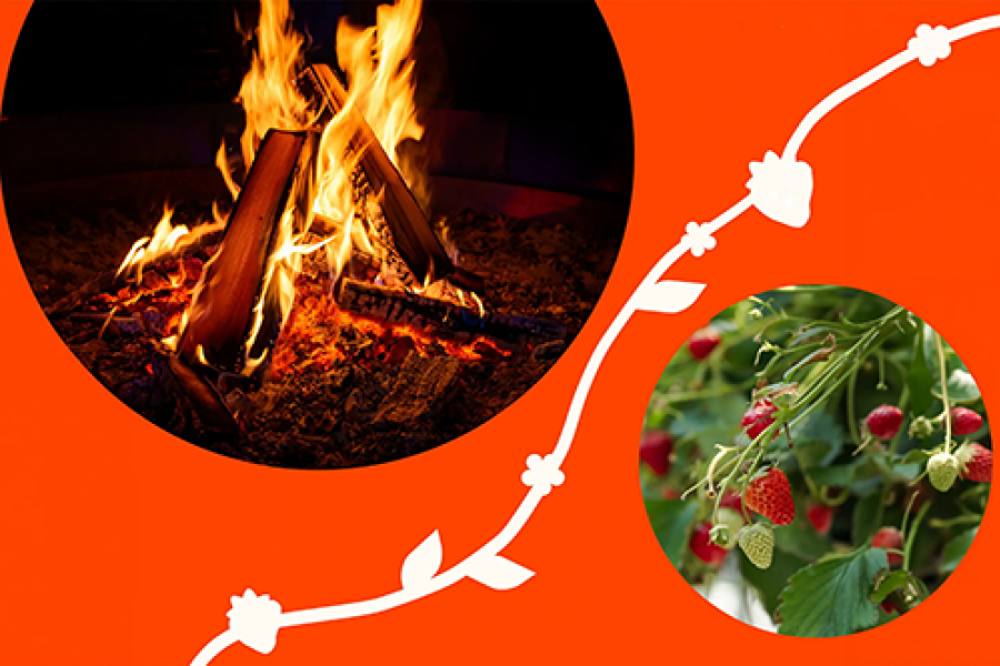Kotawêw project report cover, illustrated with fire and strawberries
